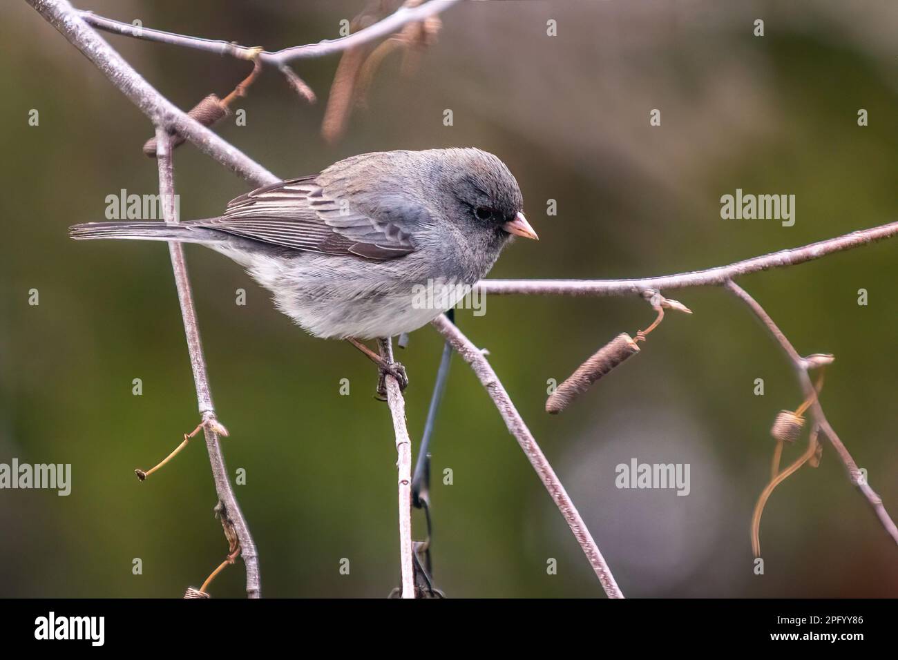 Dunkeläugiger Junco im Spätwinter Stockfoto