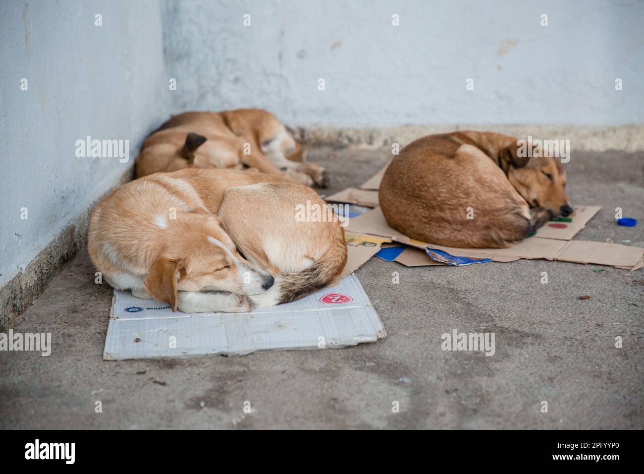 Hunde, die auf Pappe auf einem Gehweg in Fez schlafen Stockfoto