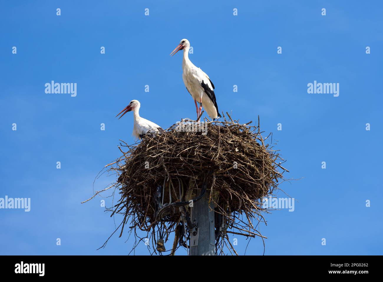 Störche auf dem Nest am Himmel, ein paar weiße Vögel stehen im Sommer zu Hause. Wildstorch-Familie, die in einem Dorf oder einer Stadt lebt. Thema der Natur, wi Stockfoto