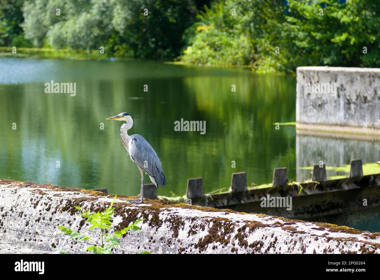 Der Heron steht an der Wasserschleuse der Donau in der Nähe des Schlosses Sigmaringen, Deutschland. Malerischer Blick auf Wildvögel in Schwarzwald. Thema der Natur, Baden-Württembe Stockfoto