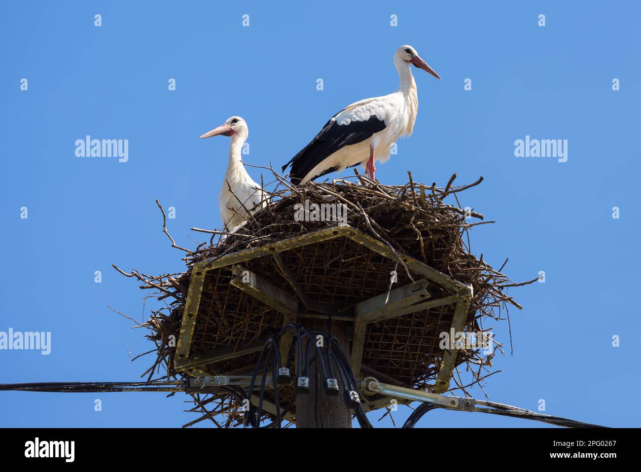 Störche im Nest an einem speziellen Stab in der Stadt, ein paar weiße Vögel im Sommer. Wildstorch-Familie, die in einem Dorf oder einer Stadt lebt. Thema Natur, Tierwelt, Liebe, Stockfoto