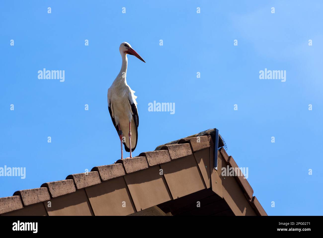 Storch steht auf dem Dach auf blauem Hintergrund, weißer Vogel in der Stadt. Wilder Storch, der in einem Dorf oder einer Stadt lebt. Thema Natur, Tierwelt, Himmel, Sommer, Frühling. Stockfoto