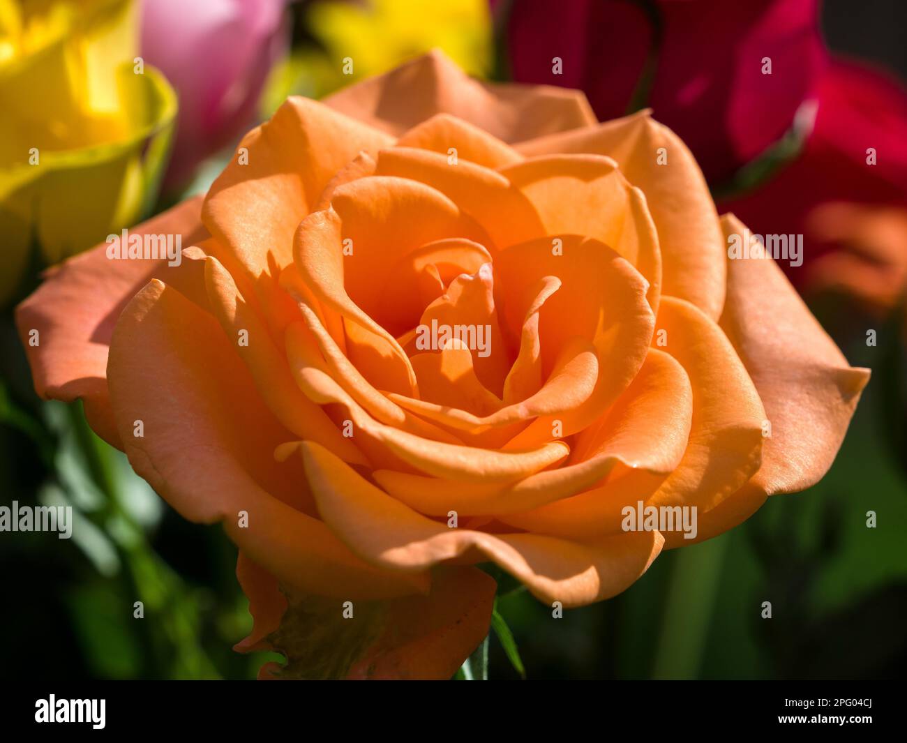 Nahaufnahme einer Orange Hybrid T Rose Stockfoto