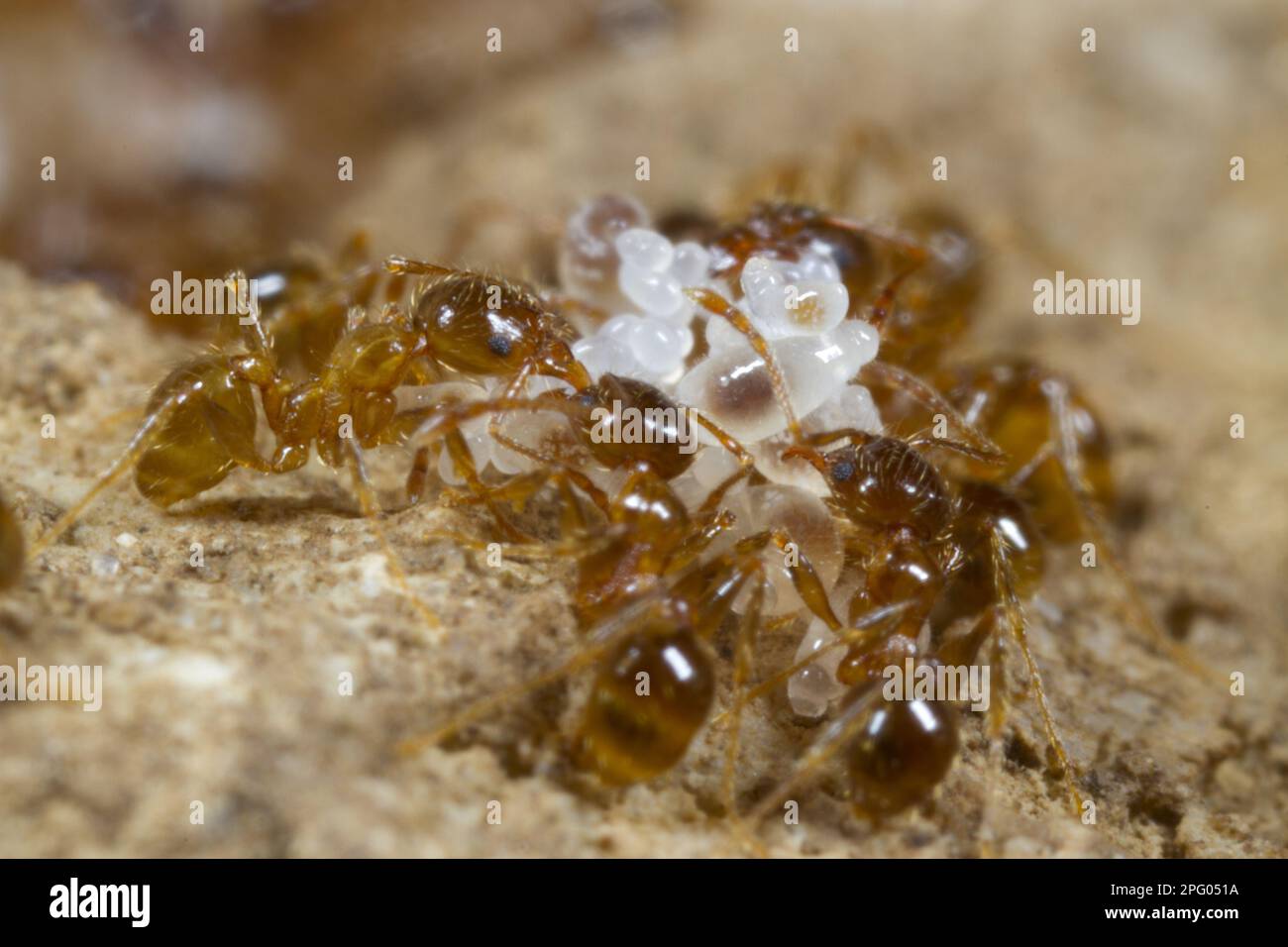 Adulte mediterrane dimorphische Ameise (Pheidole pallidula), Arbeiter, die Larven und Eier im Nest, Ile St. pflegen Martin, Aude, Languedoc-Roussillon Stockfoto