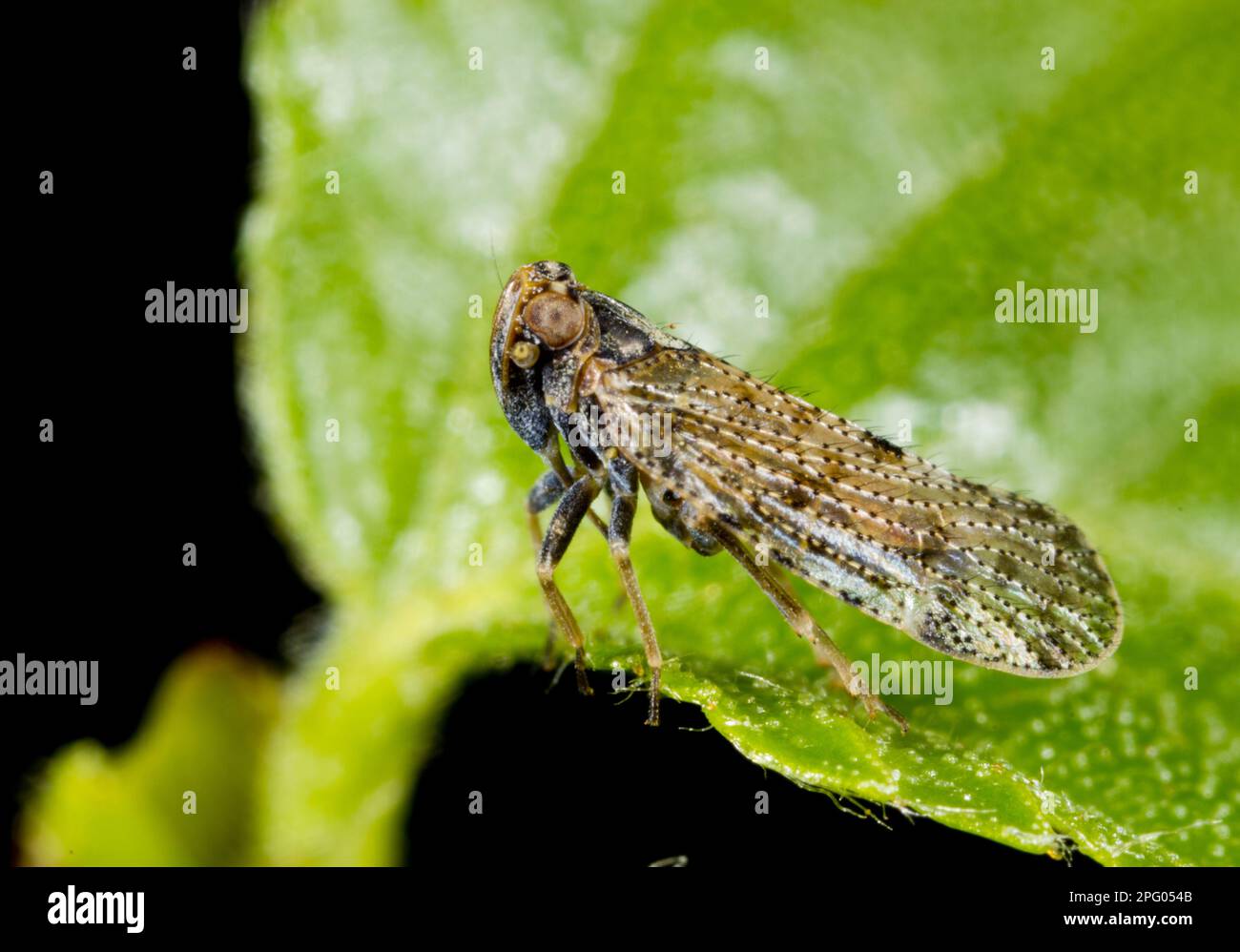 Pelzige Cicada mit Glasflügeln, pelzige Cicada mit Glasflügeln, Fulgoroidea, andere Tiere, Insekten, Tiere, Lacehopper (Tachycixius pilosus), ausgewachsen, in Ruhe Stockfoto