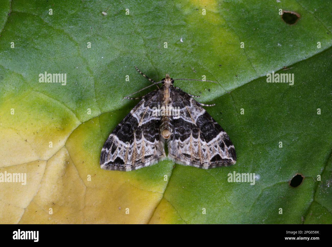 Kleine phoenix Motte (Ecliptopera silaceata), Willowherb-Blatthüpfer, Insekten, Motten, Schmetterlinge, Tiere, andere Tiere, kleiner Phoenix Erwachsener, ruhend Stockfoto