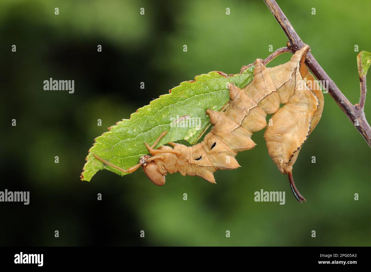 Hummer Moth (Stauropus fagi) ausgewachsene Larven, Fütterung von Schwarzdornblatt, Oxfordshire, England, Vereinigtes Königreich Stockfoto
