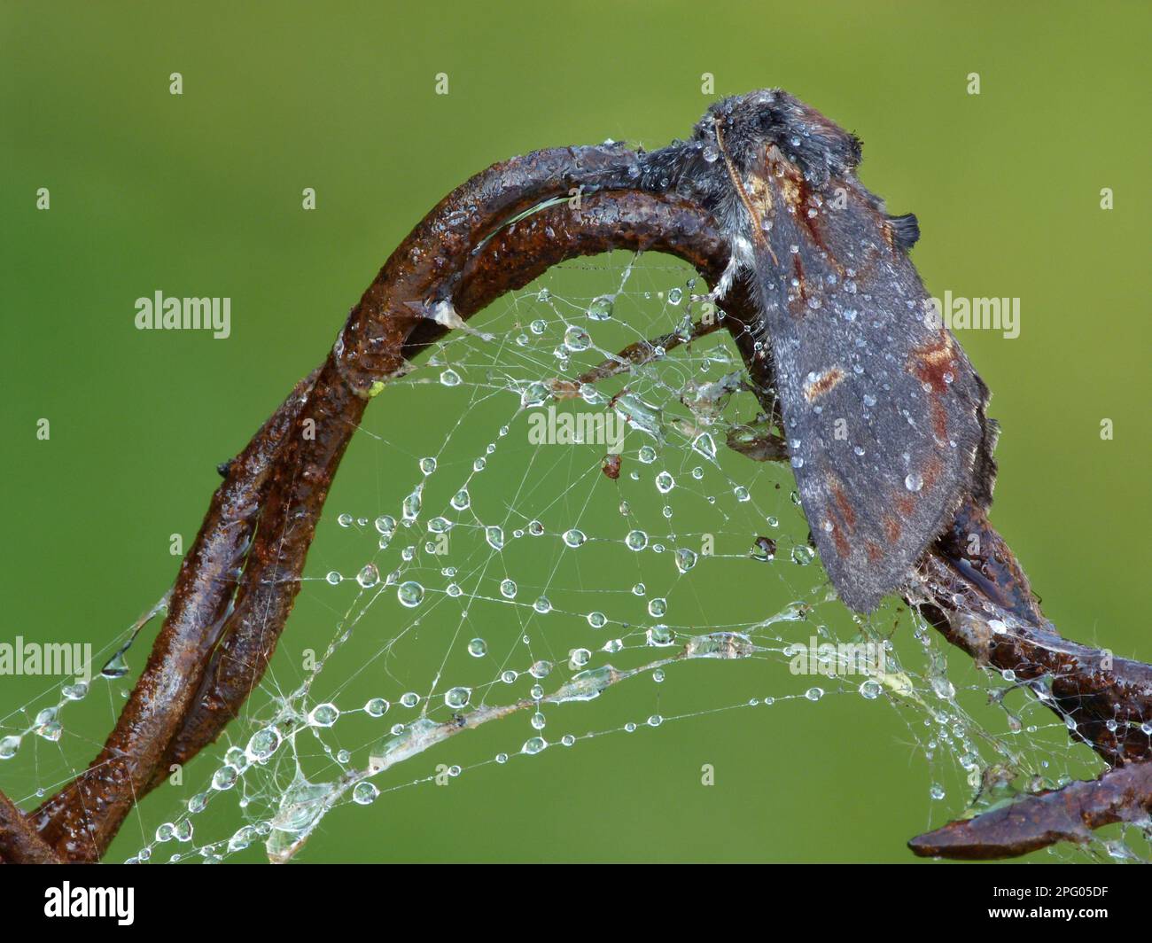 Eisen prominent (Notodonta dromedarius), Erwachsene, mit Spinnennetz und Regentropfen auf rostigem Draht, Leicestershire, England, Großbritannien Stockfoto