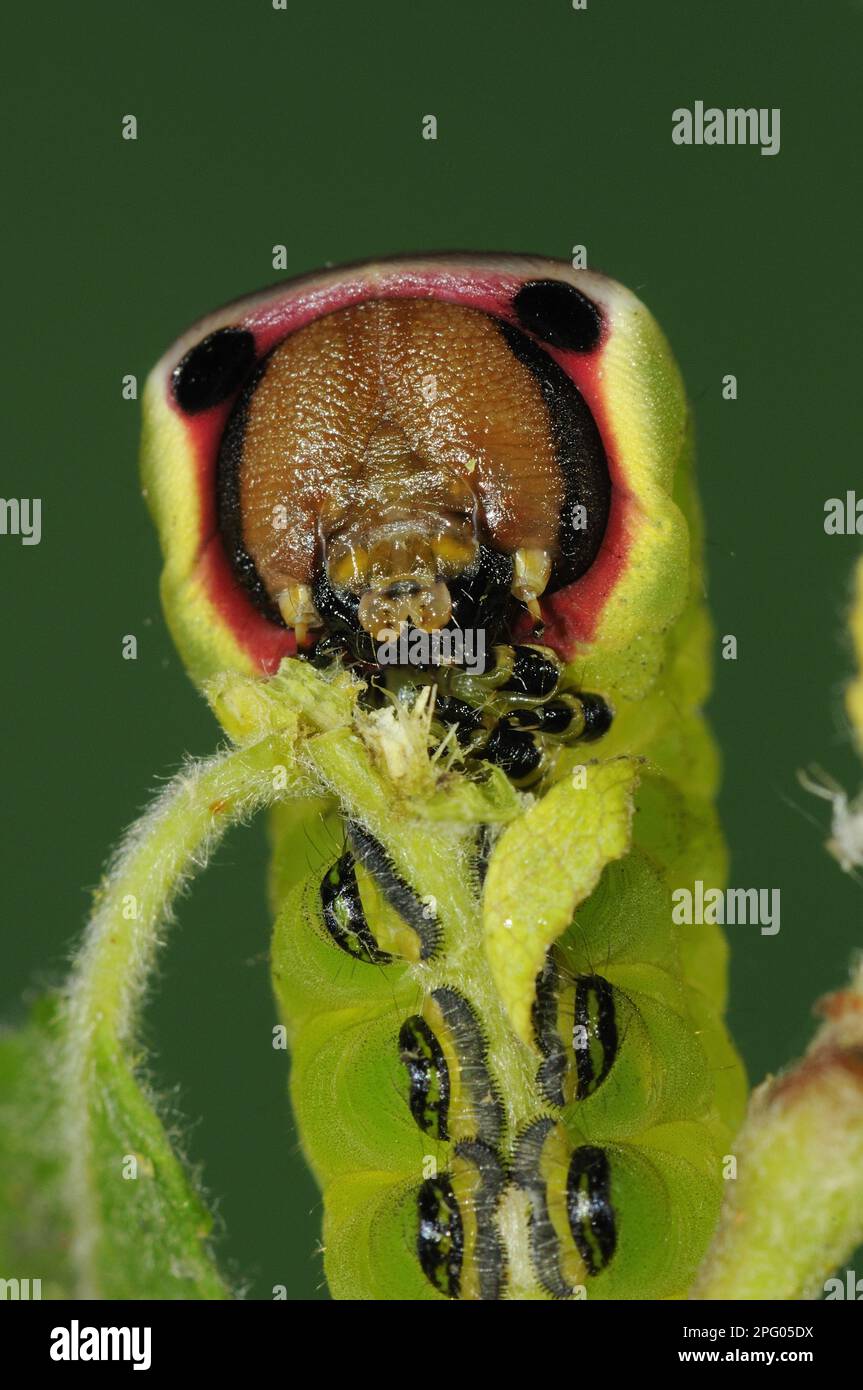 Pussmoth (Cerura vinula), Raupe, füttert Ziegenweide (Salix caprea), Oxfordshire, England, Großbritannien Stockfoto