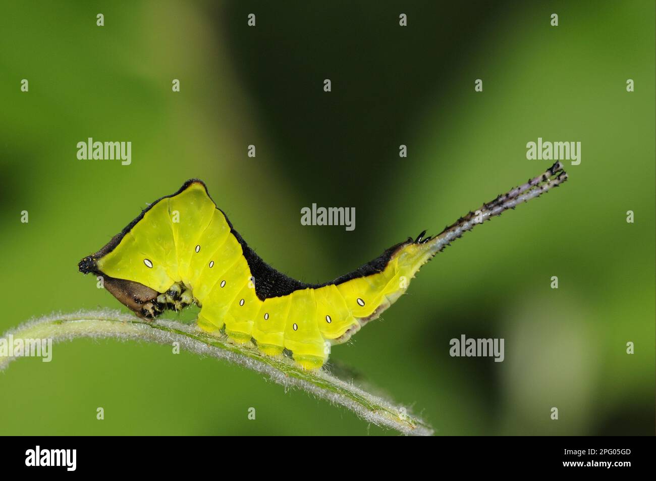 Pussy-Motte (Cerura vinula), großer Gabelschwanz, großer Gabelschwanz, Zahnmotte, Insekten, Motten, Schmetterlinge, Tiere, andere Tiere, Pussmoth Raupe Stockfoto
