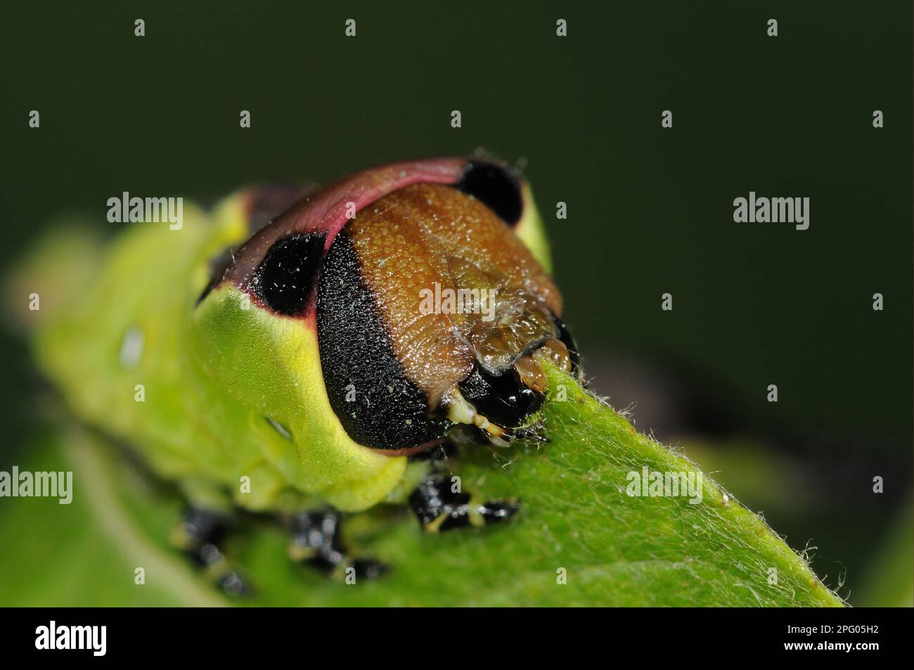 Pussmoth (Cerura vinula), Raupe, füttert Ziegenweide (Salix caprea), Oxfordshire, England, Großbritannien Stockfoto