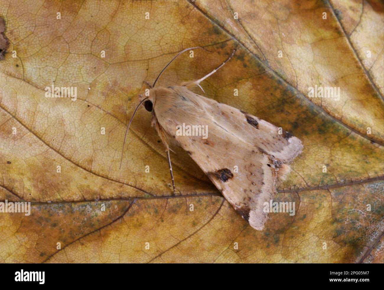 Henbane-Blüteneule, Henbane-Blüteneule, Insekten, Motten, Schmetterlinge, Tiere, andere Tiere Stockfoto