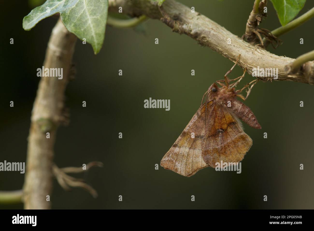 Early Thorn Moth (Selenia dentaria) adult, Roosting in Ivy, Sheffield, South Yorkshire, England, Vereinigtes Königreich Stockfoto