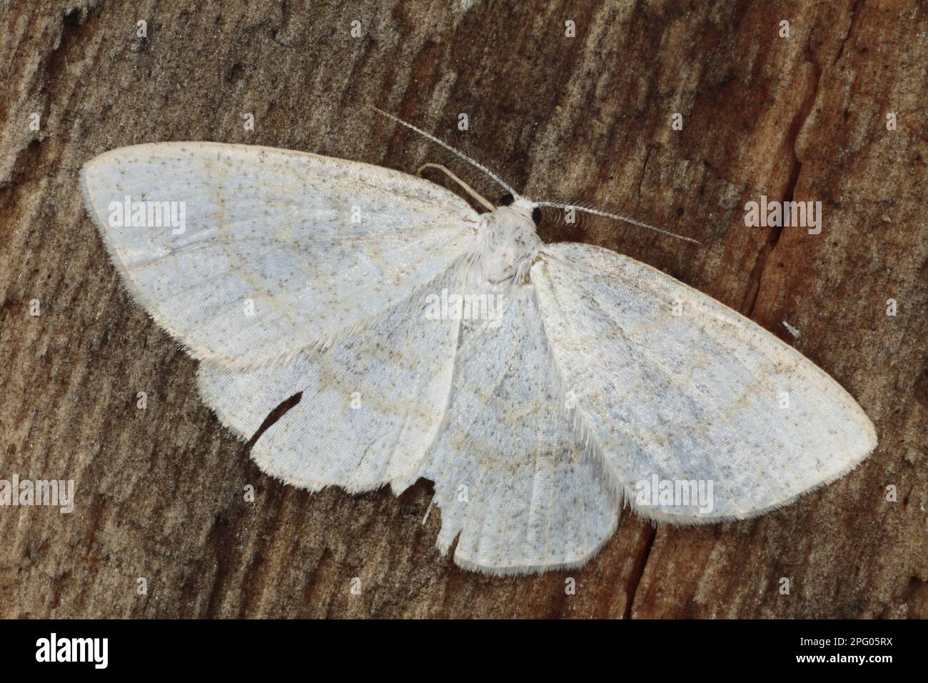 Gewöhnliche Welle (Cabera exanthemata), Weiße Motte mit Braunfront, Insekten, Motten, Schmetterlinge, Tiere, andere Tiere, Common Wave Moth Erwachsene, Powys Stockfoto