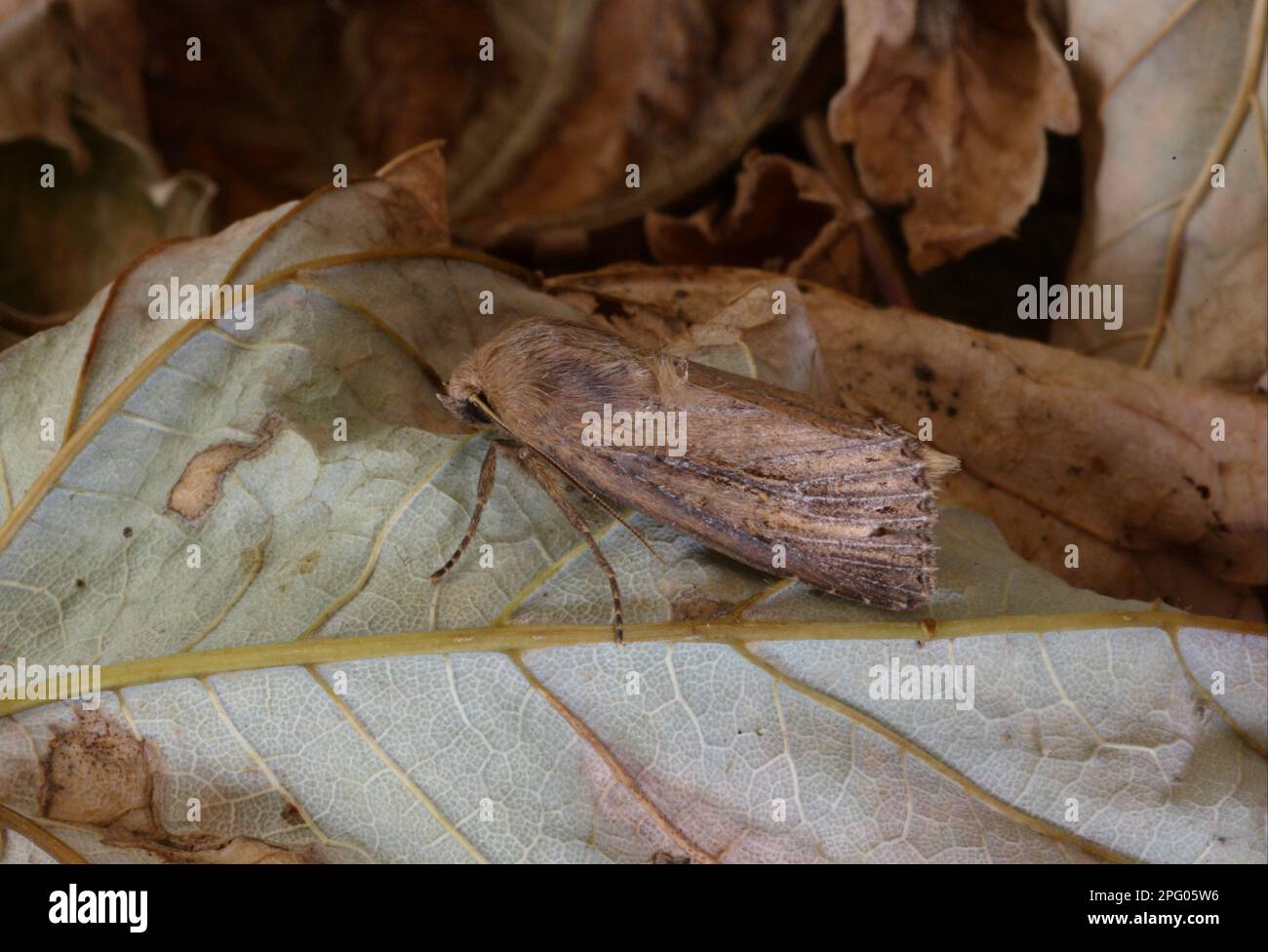 Seeeieule, Buscheule, Seeeieule, Buscheule, Insekten, Motten, Schmetterlinge, Tiere, andere Tiere, Buschkäfer (Nonagria typhae) Stockfoto