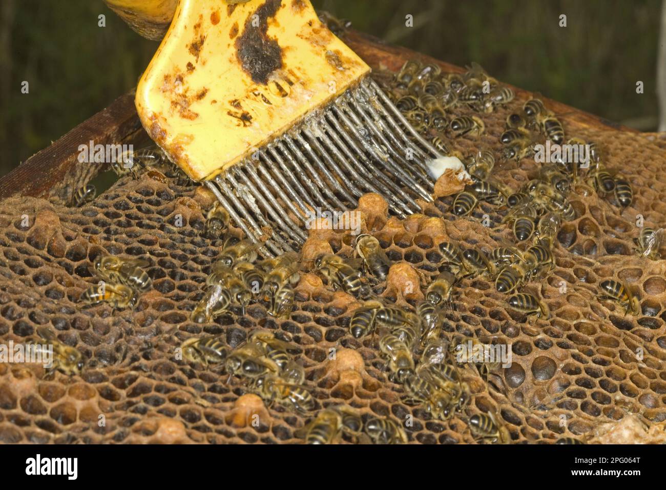 Bienenzucht, Imker entfernt unerwünschte Zellen aus dem Rahmen, Norfolk, England, Vereinigtes Königreich Stockfoto