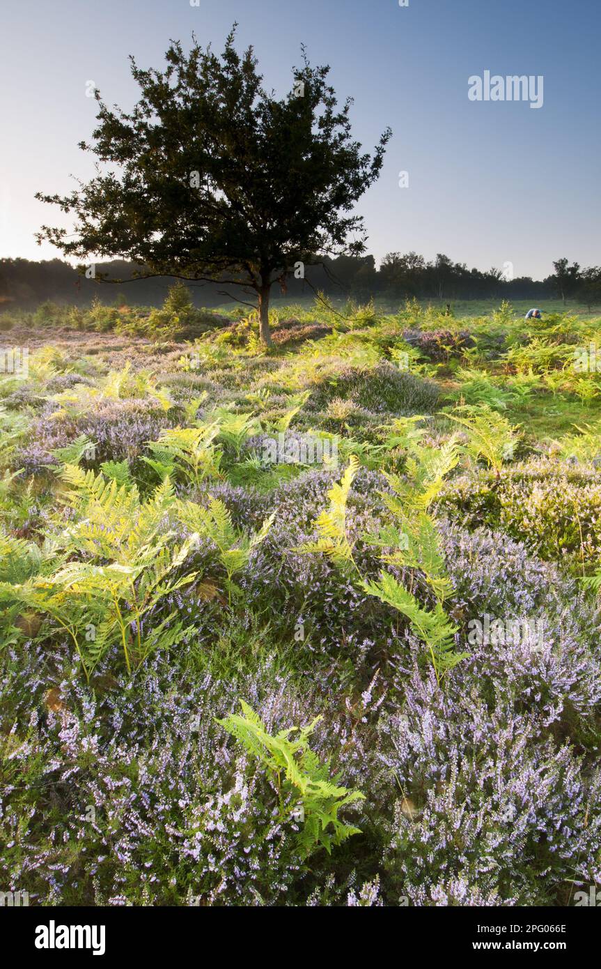 Bracken (Pteridium aquilinum) mit gemeiner Heidekraut (Calluna vulgaris) blüht, wächst in Tiefland-Heidekraut im Morgengrauen, Hothfield-Heidekraut Stockfoto