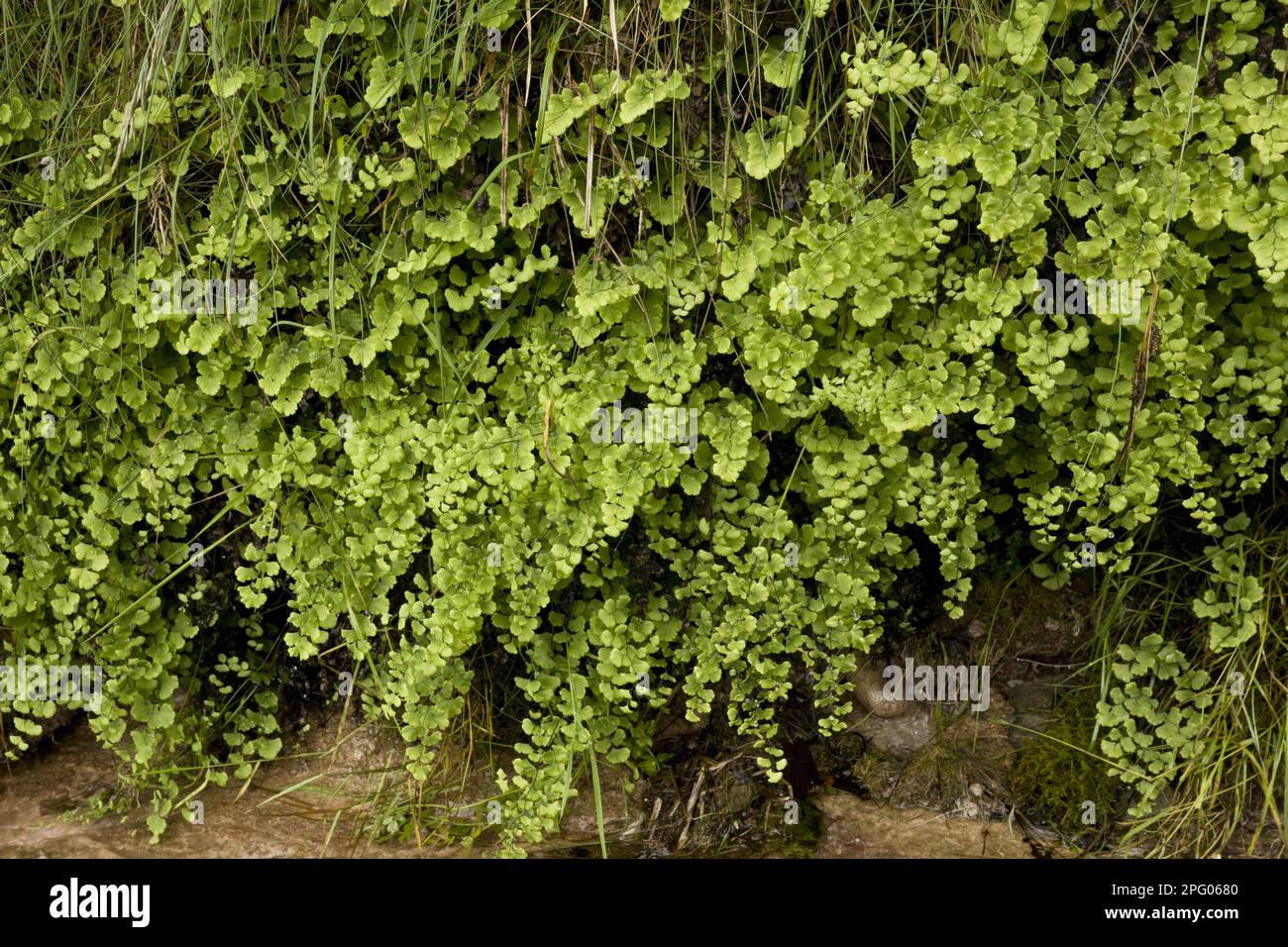 Südlicher Maidenhair Fern (Adiantum capillus-veneris), der in der heimischen Region auf Wet Tufa, Anstey Cove, Torbay, Devon, England, angebaut wird; Vereinigtes Königreich Stockfoto