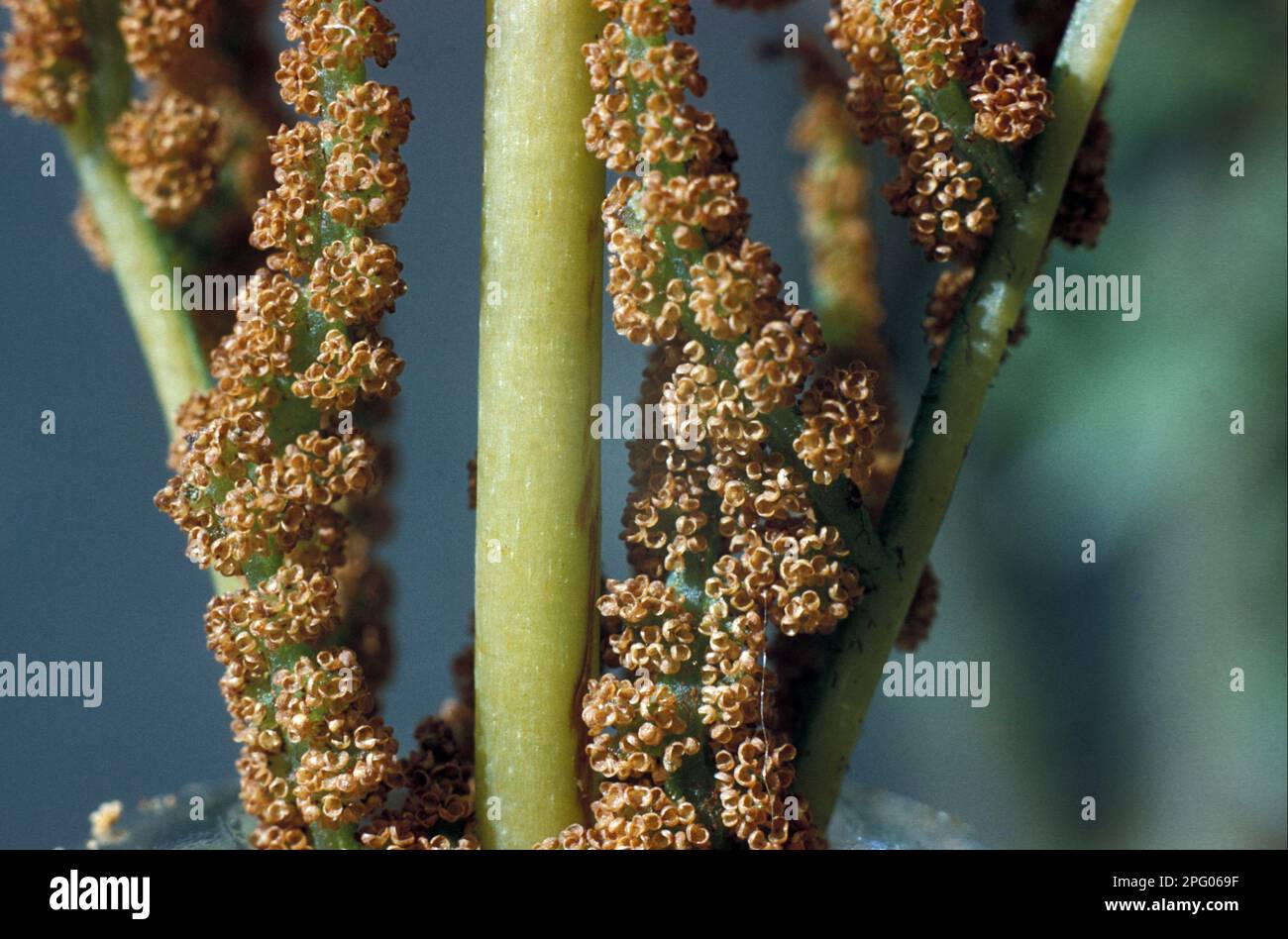 Königsfarn (Osmunda regalis) Sporangia geteilt und verstreut Stockfoto