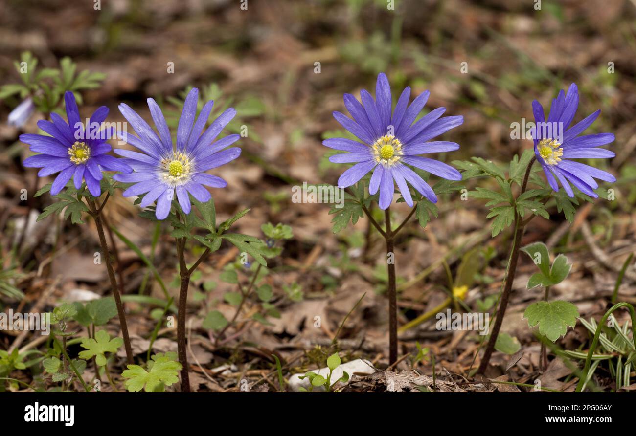 Griechische Windblume (Anemone blanda) blühend, Mount Parnassus, Griechenland Stockfoto