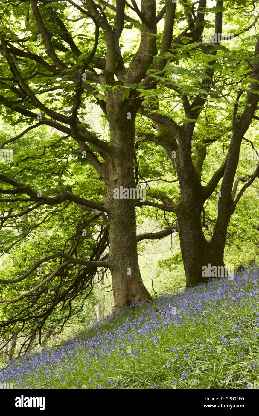 Endymion hyacinth (Hyacinthus) non-scriptus, Scilla non-scripta nonscripta, Atlantic bluebell (Hyacinthoides), English Bluebell, Lily family Stockfoto