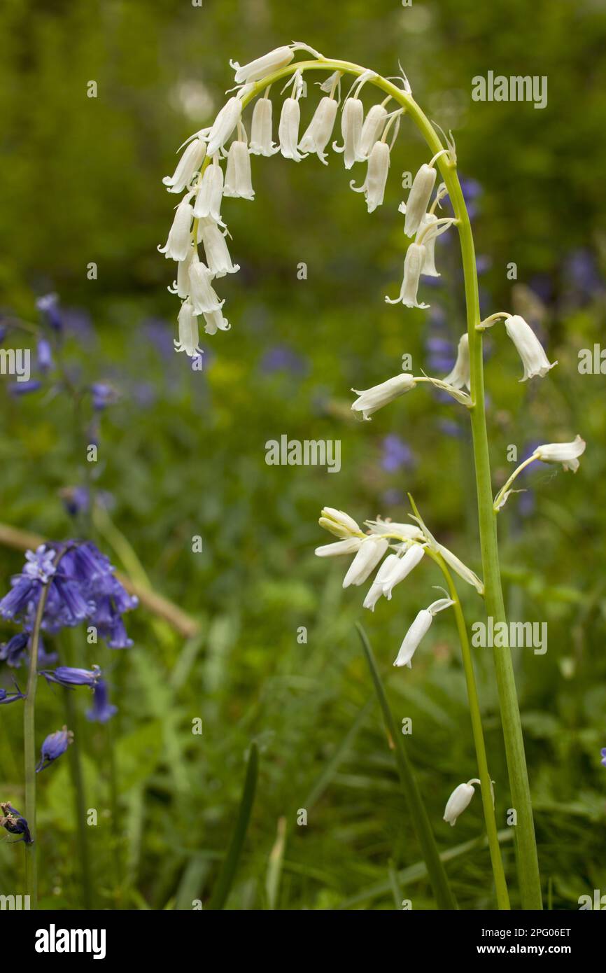 Endymion hyacinth (Hyacinthus) non-scriptus, Scilla non-scripta nonscripta, Atlantic bluebell (Hyacinthoides), English Bluebell, Lily family Stockfoto