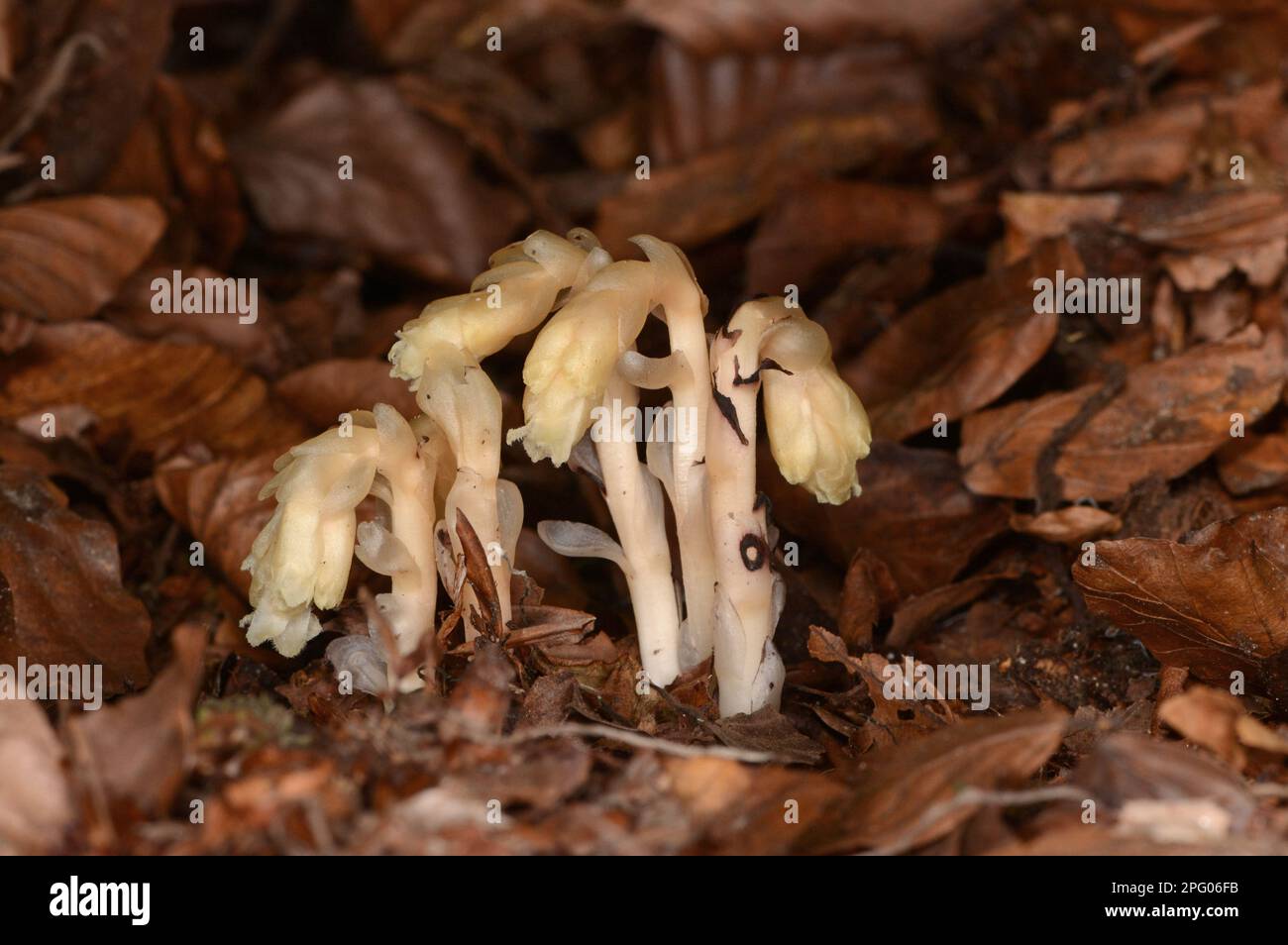 Yellow Bird's-Nest (Monotropa hypopitys) fünf Blütenspitzen, die durch Laubstreu wachsen, Oxfordshire, England, Vereinigtes Königreich Stockfoto