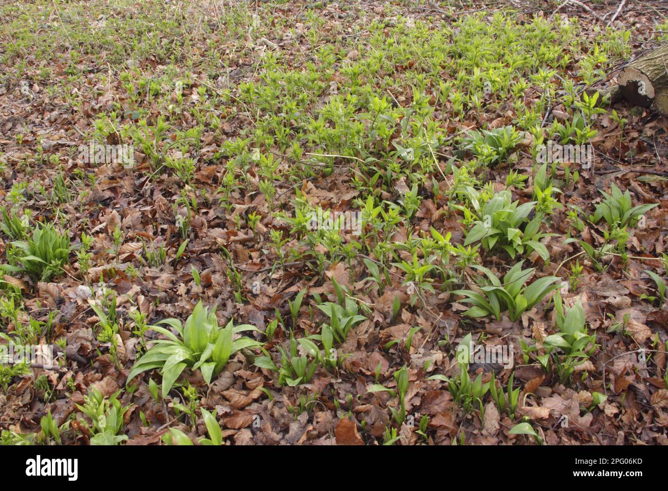 Ramsons (Allium ursinum) und Hundequecksilber (Mercurialis perennis), die unter Laubstreu auf dem Boden von Coppice Woodland, Wetherby, West Yorkshire, wachsen Stockfoto