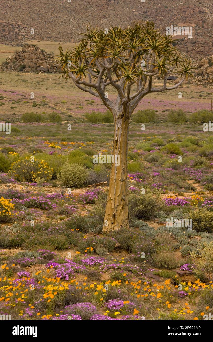 Kokerboom (Aloe dichotoma), Orangenblüte (Tripteris hyoseroides), Taubenblüte (Drosanthemum hispidum), Goegap, Namaqualand, Südafrika Stockfoto