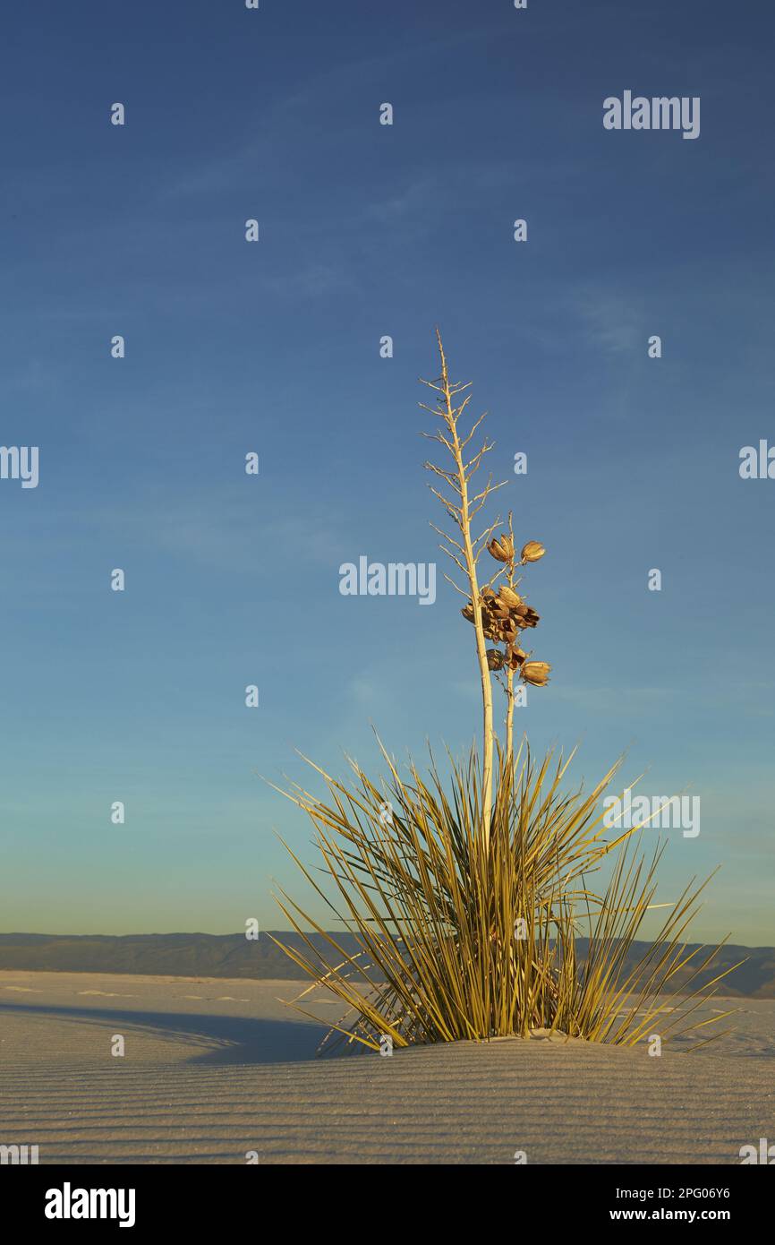 Soapree Soaptree Yucca elata, die in Gipsdünen, in der späten Abendsonne wachsen, White Sands National Monument, New utricularia ochroleuca (U.) Stockfoto