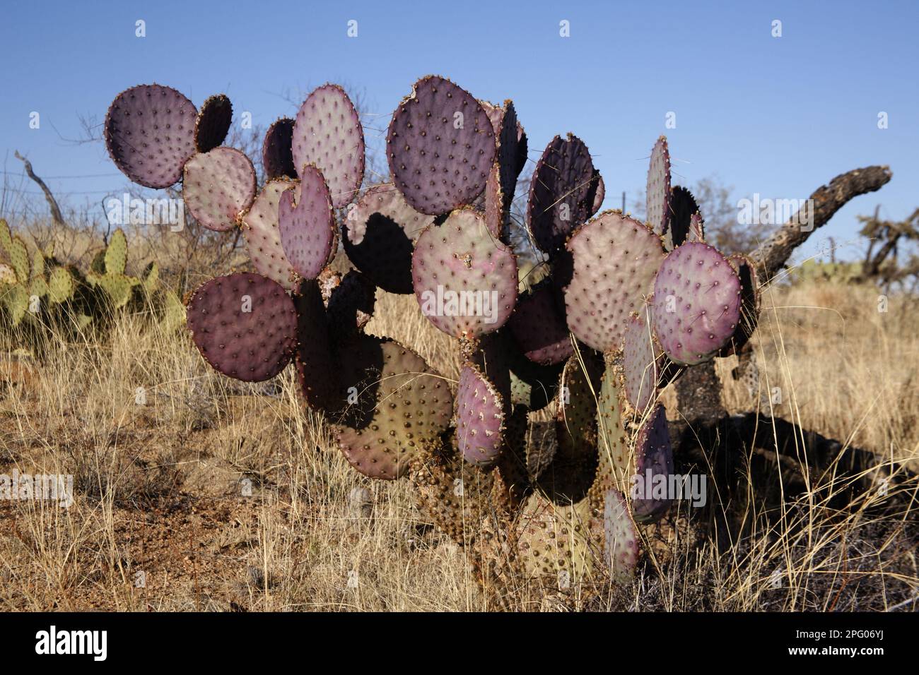 Engelmanns Hedgehog Cactus (Echinocereus engelmannii) habit, Arizona (U.) S.A. Winter Stockfoto
