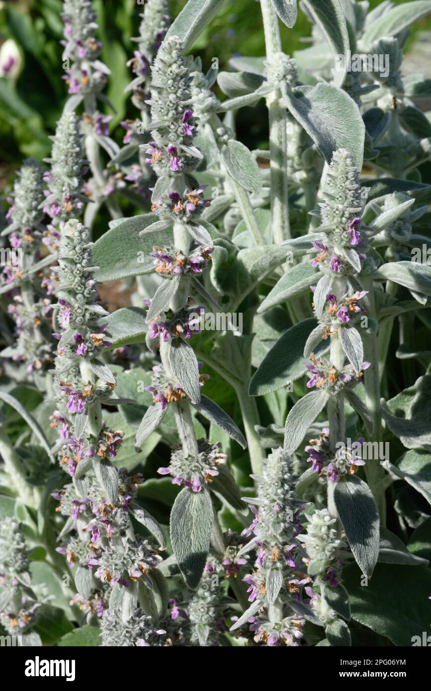 Lammohr (Stachys byzantina), blühende haarige Ziergartpflanze, Berkshire, England, Vereinigtes Königreich Stockfoto