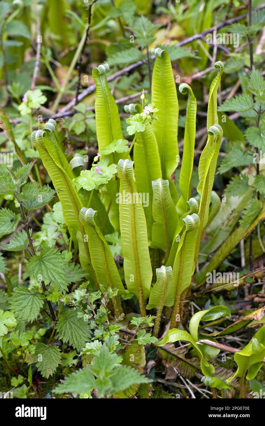 Farn der hart-Zunge (Asplenium scolopendrium) mit sich im Frühling entfaltenden Blättern Stockfoto