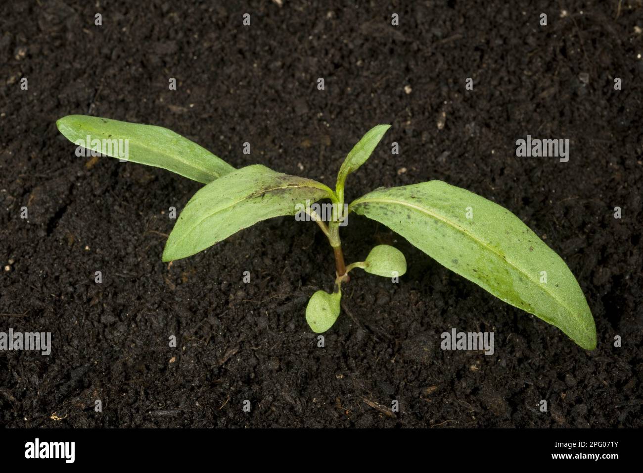 Junge Rothaarige, Polygonum maculosa, ein jährliches Unkraut aus Ackerfeldern und Gärten Stockfoto