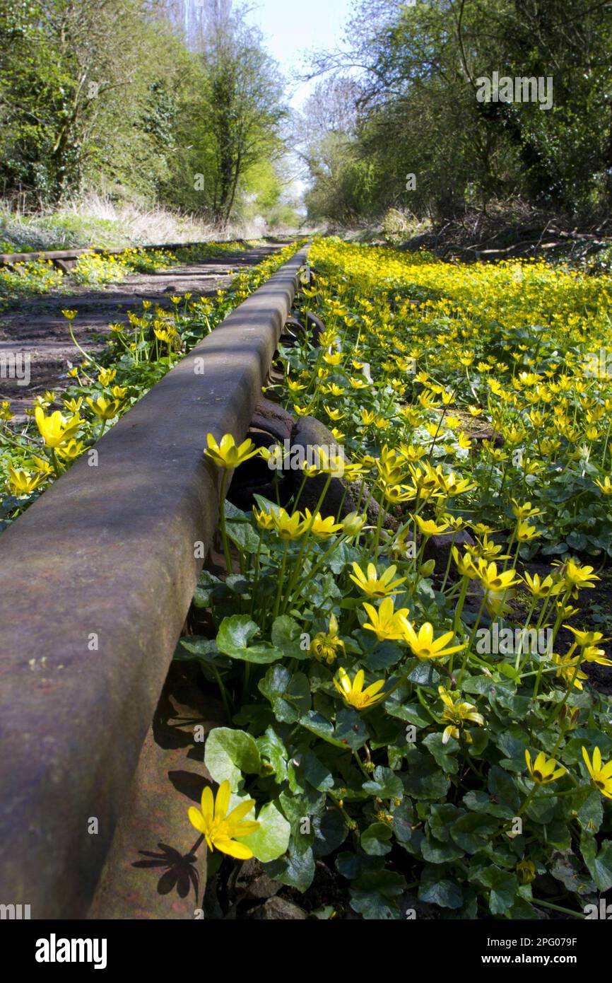 Lesser Celandine (Ranunculus ficaria) blühende Masse, die entlang einer stillgelegten industriellen Eisenbahnlinie, Shropshire, England, Vereinigtes Königreich, wächst Stockfoto