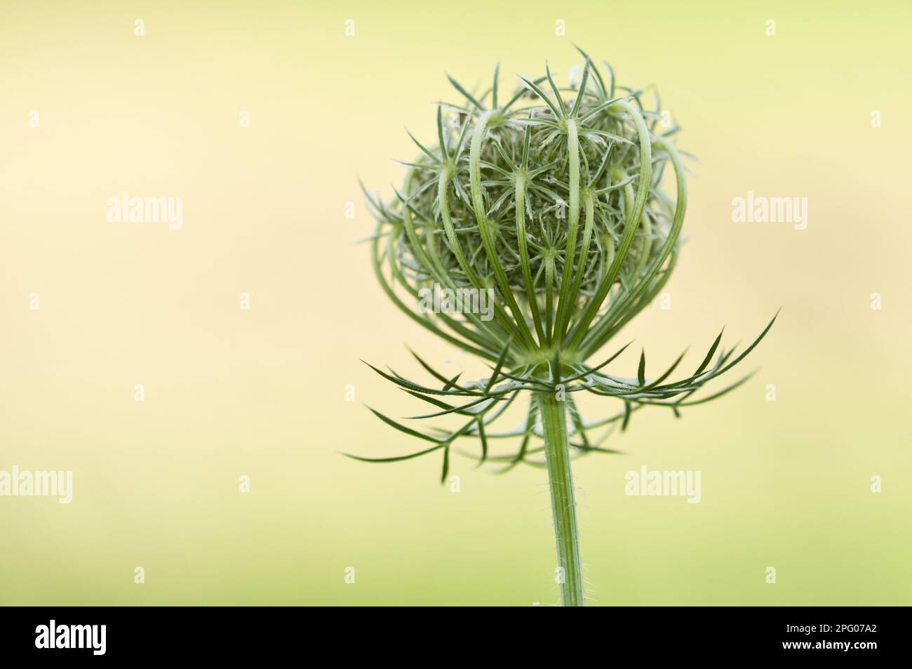 Wilde Karotte (Daucus carota) aus der Nähe des Setzkopfes, der in einer Wildblumenwiese in der Nähe von Downe, Kent, England, Großbritannien wächst Stockfoto