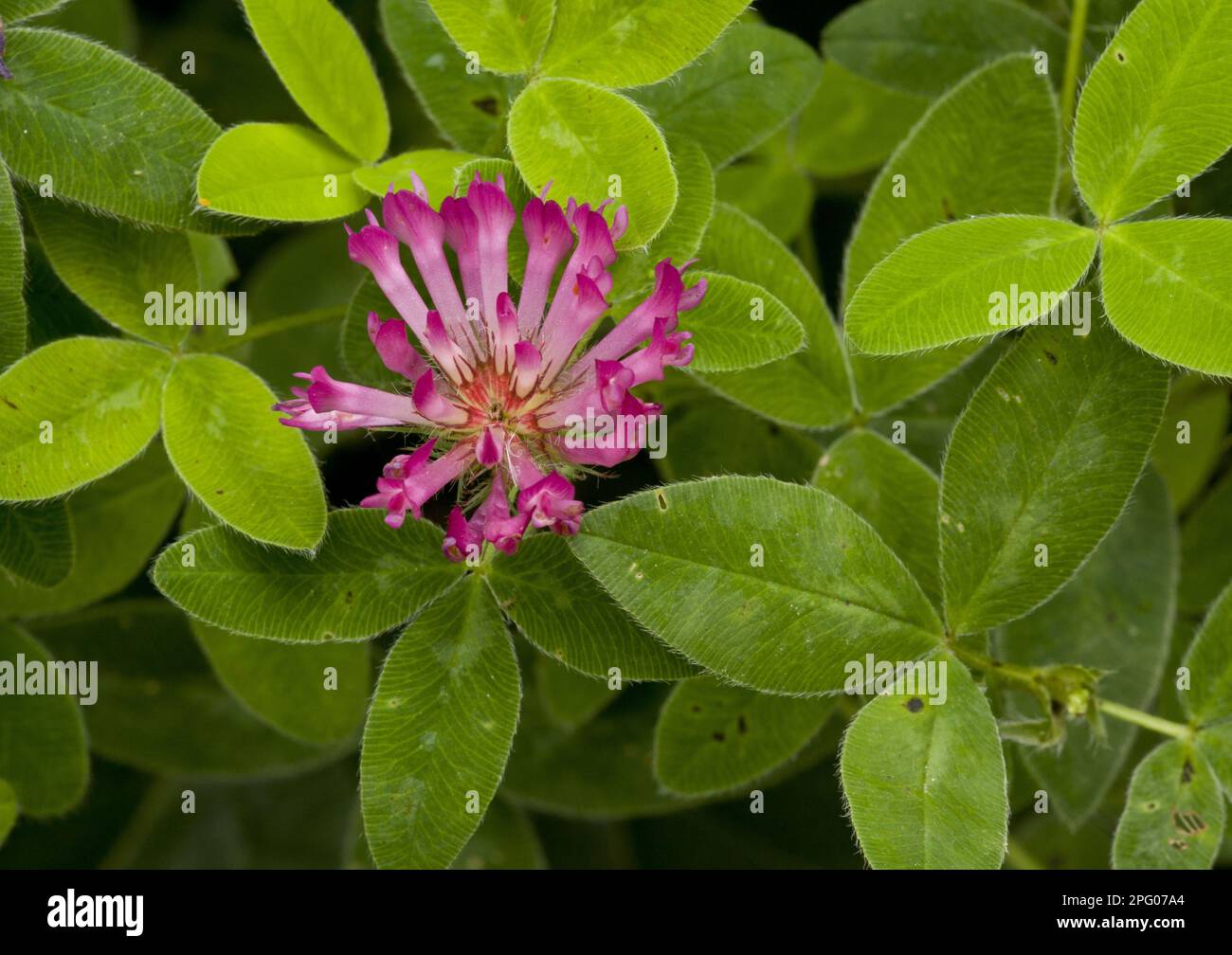 Zickzack-Klee (Trifolium Medium) Nahaufnahme von Blütenkopf und Blättern, auf Weide, Dorset, England, Vereinigtes Königreich Stockfoto