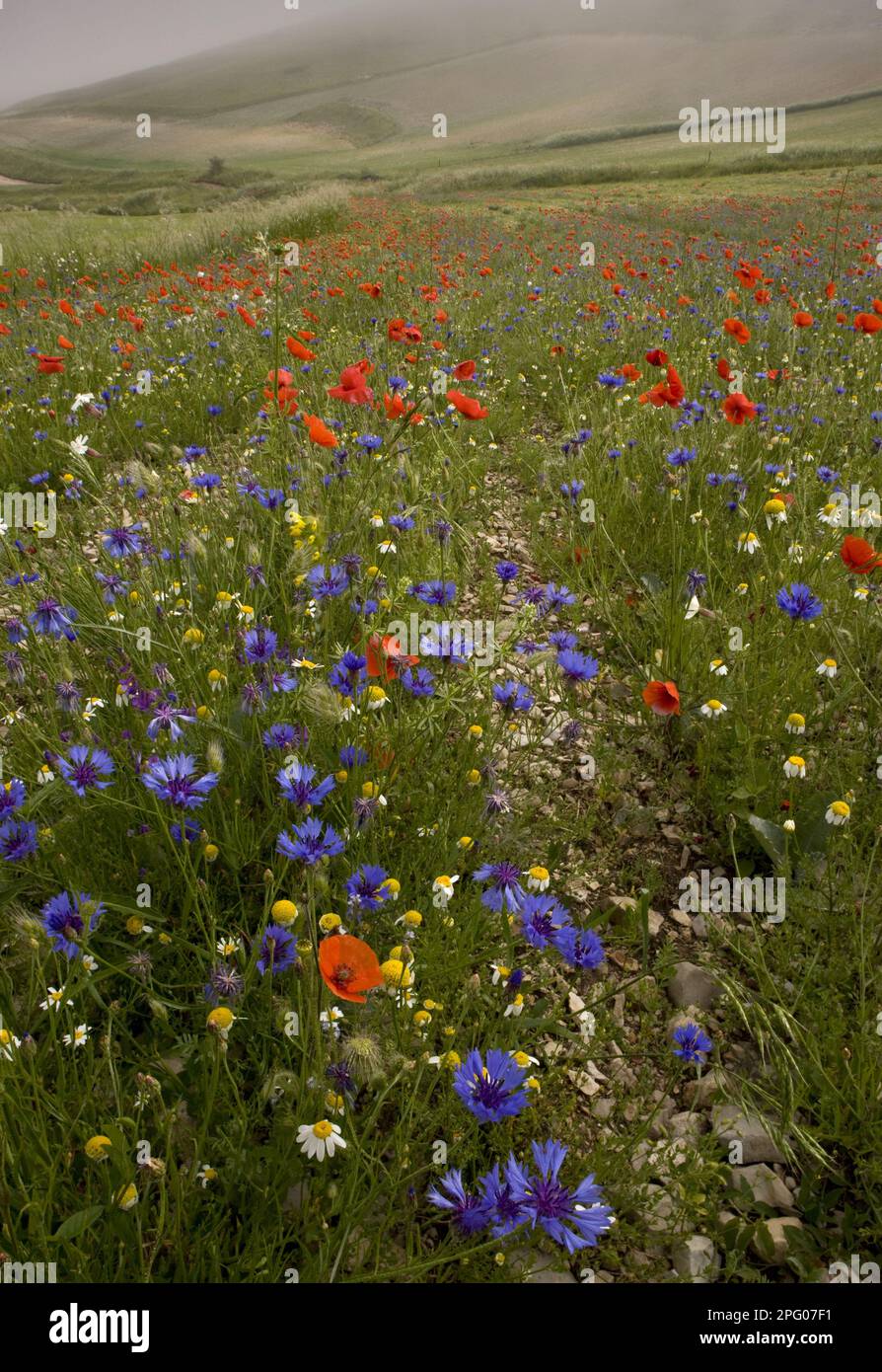 Maisblüten (Centaurea cyanus), Mohn und andere Maisfeldkräuter, auf Streifenfeldern, Grande Piano, Monte Sibillini N. P. Apennines, Italien Stockfoto