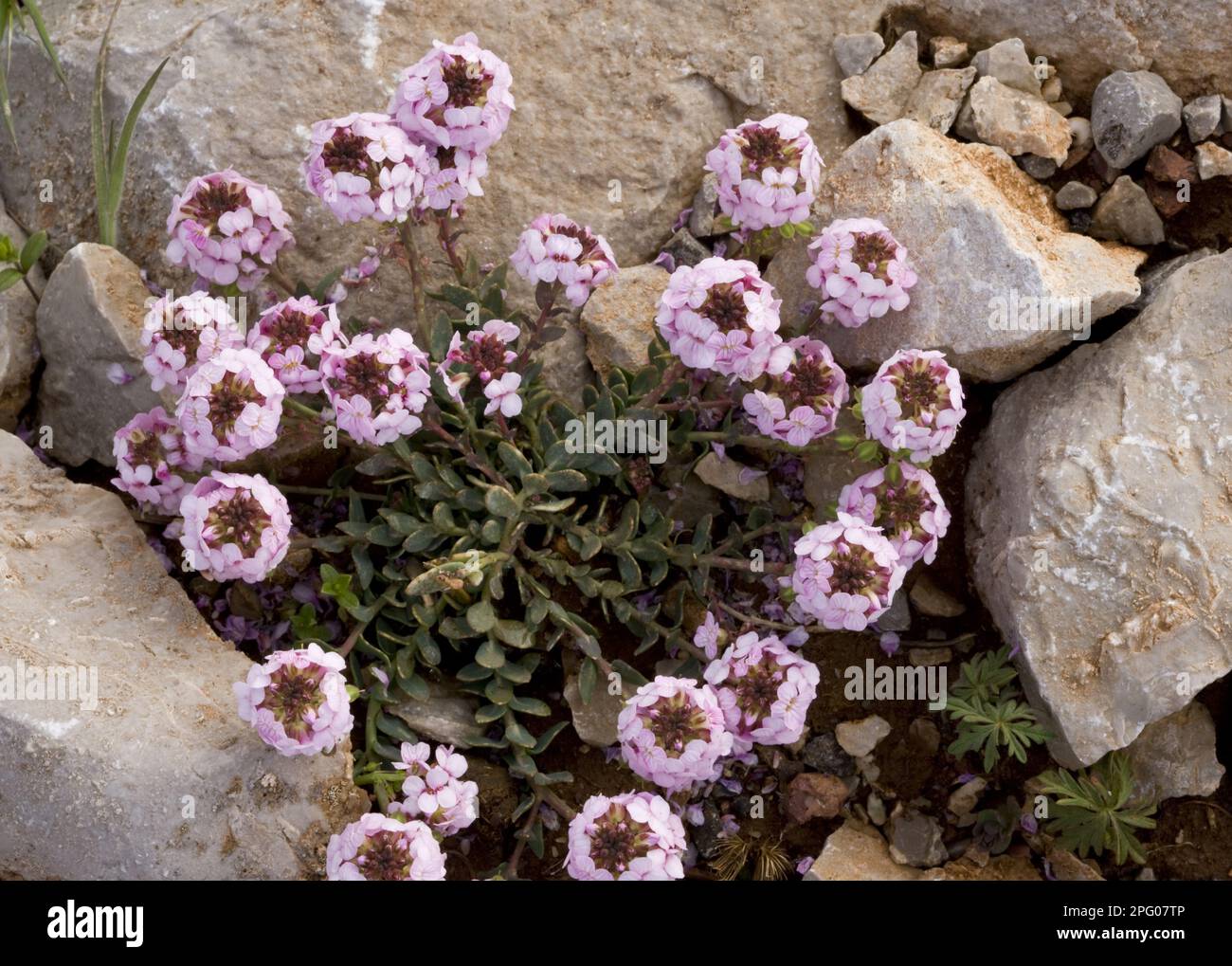 Alpine Stonekrop, Kreuzkümmel, gebrannte Candytuft (Aethionema saxatile) blühend, wächst in Kalk Stockfoto