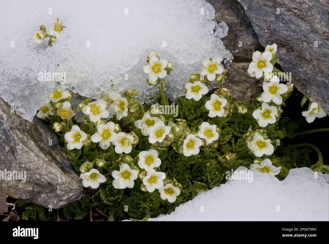 Moschus-Saxifrage (Saxifraga exarata ssp. Exarata) blühen, durch Schnee an der Snowline, Schweizer Alpen, Schweiz Stockfoto