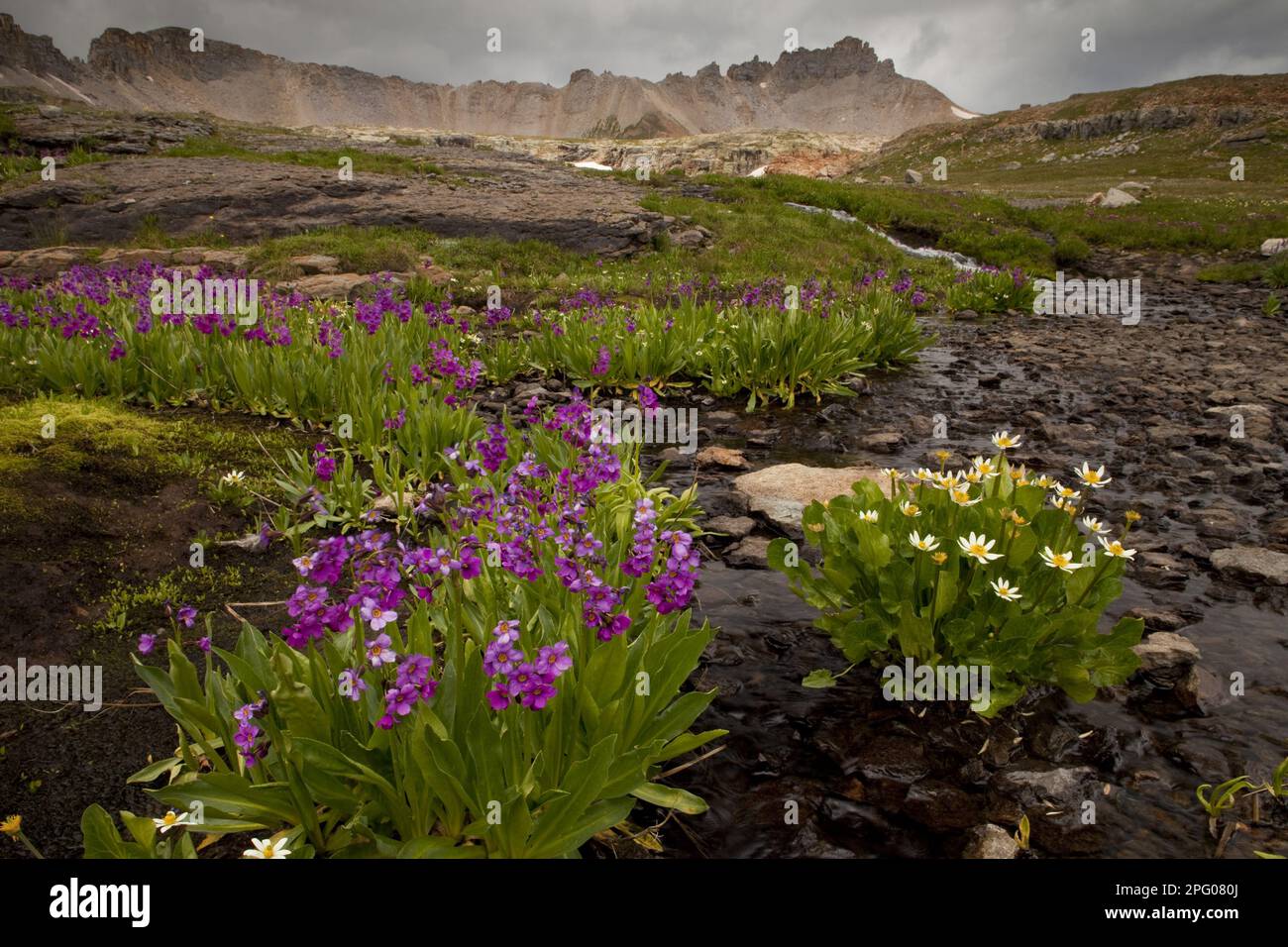 Parry's Primrose (Primula parryi) und White Marsh Marigold (Caltha leptosepala), Bullion Lake, Porphyry, San Juan Mountains, Colorado (U.) S. A. Stockfoto