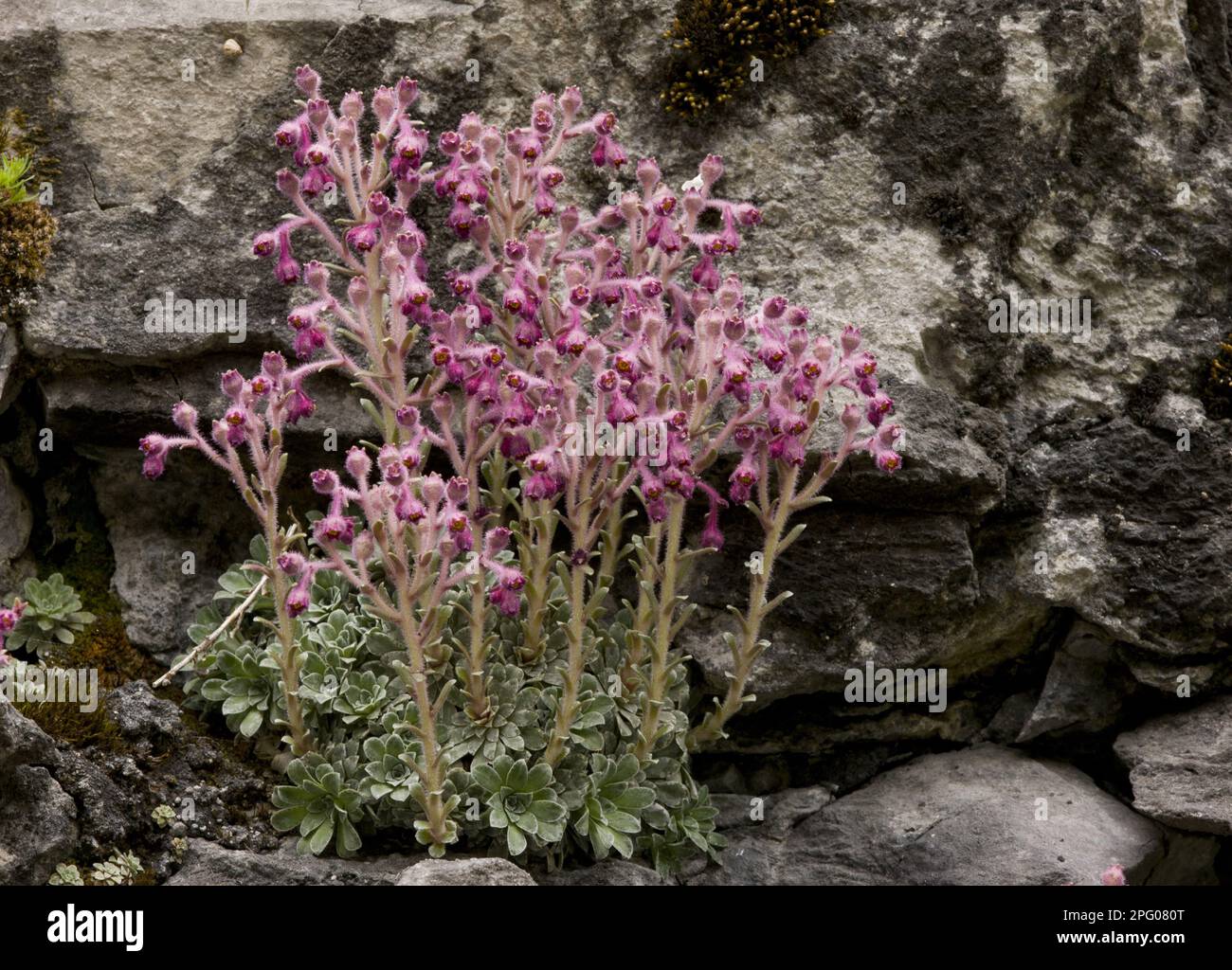 Saxifrage (Saxifraga stribrnyi) endemische Arten, blühend, auf Kalkstein wachsen, Trigrader Schlucht, Rhodopi-Gebirge, Bulgarien Stockfoto