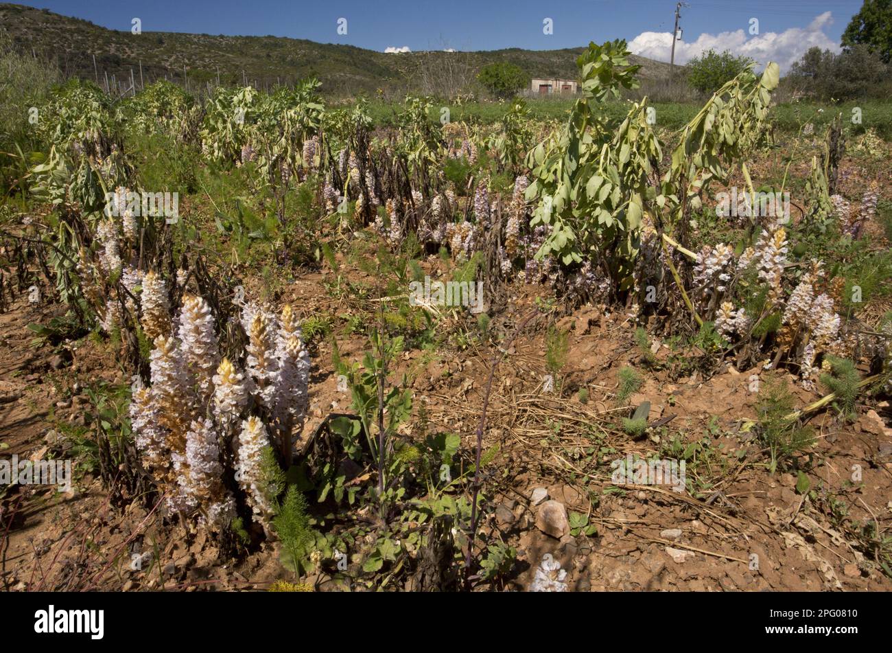 Bohnenbrut (Orobanche crenata) blüht, schwerer Befall, der den Anbau von breiten Bohnen vernichtet, Chios, Griechenland Stockfoto