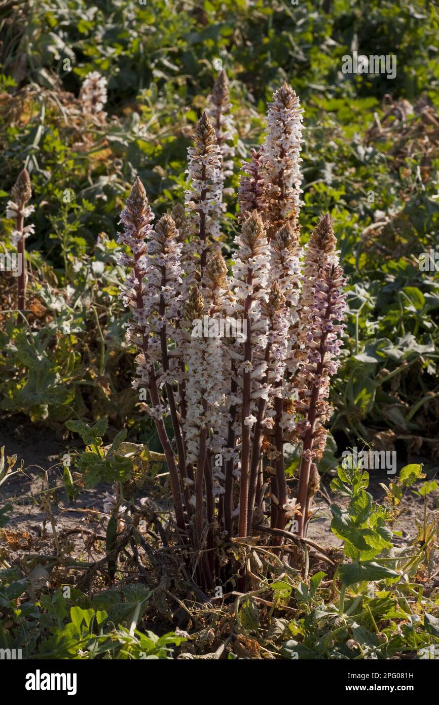Blühender Bohnenbrompe (Orobanche crenata), parasitisch auf Erbsen, Halbinsel Gargano, Apulien, Italien, Frühling Stockfoto