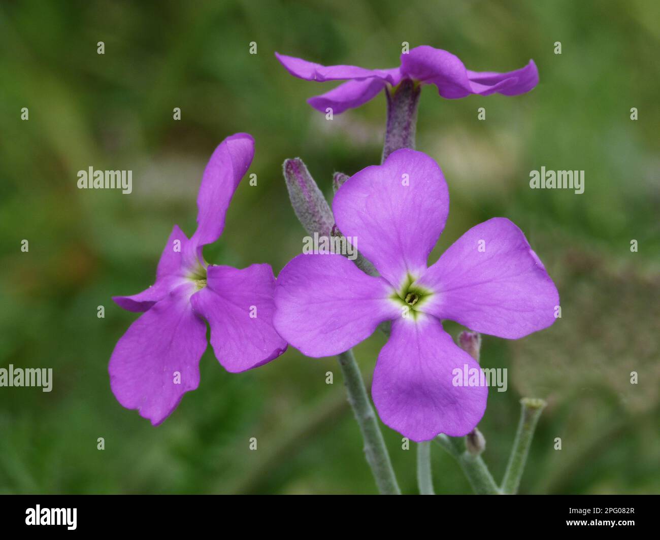 Meeresbestand (Matthiola sinuata) Nahaufnahme der Blumen, Golf von Bonifacio, Korsika, Frankreich Stockfoto