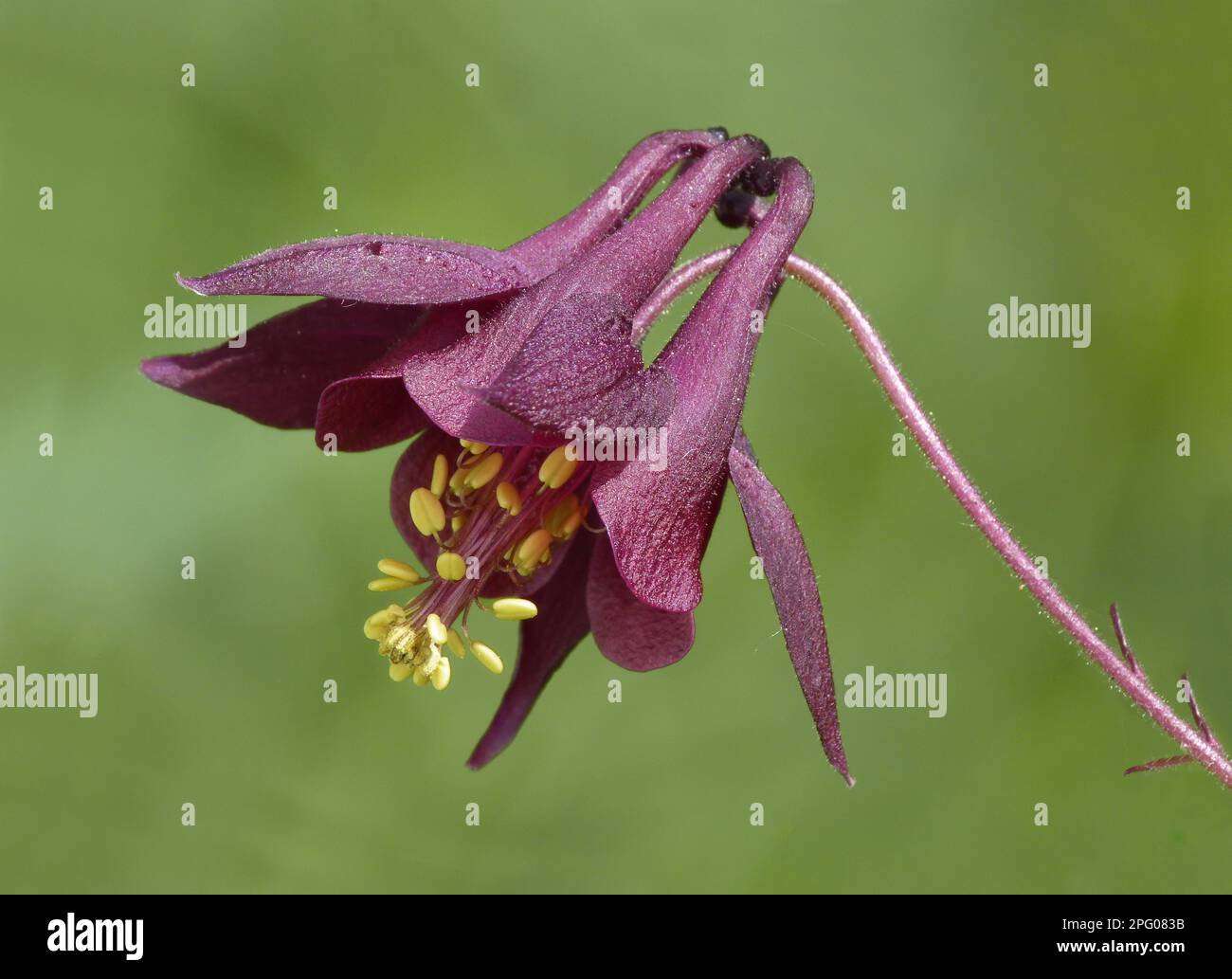 Dunkle Kolumbine (Aquilegia atrata) Nahaufnahme der Blume, die auf einer alpinen Wiese wächst, Dolomiten, italienische Alpen, Italien Stockfoto