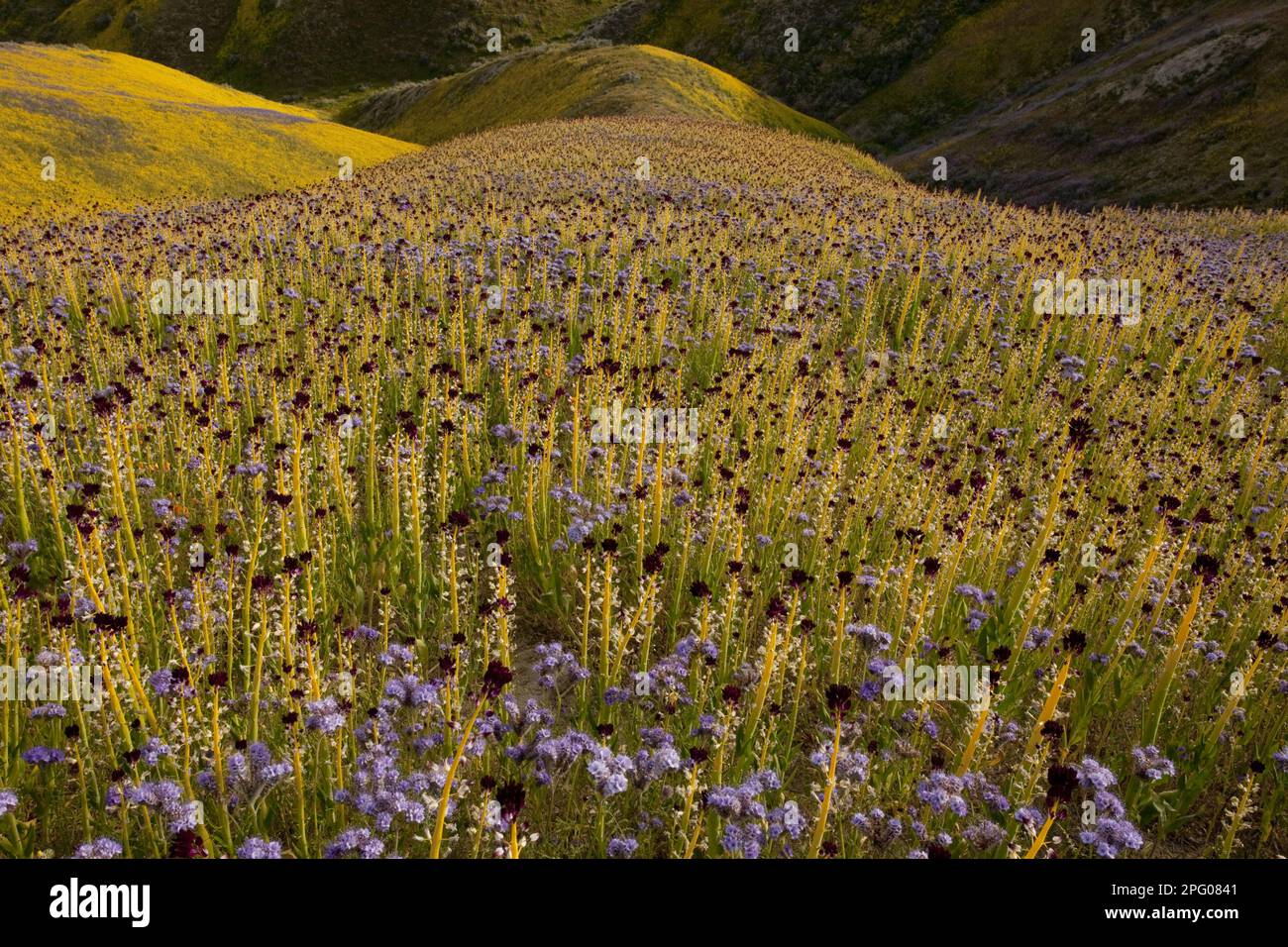 Wüstenkerze (Caulanthus inflatus) Blütenmasse, die Berghänge, Temblor Range, Carrizo Plain, Kalifornien (U.) S. A. Stockfoto