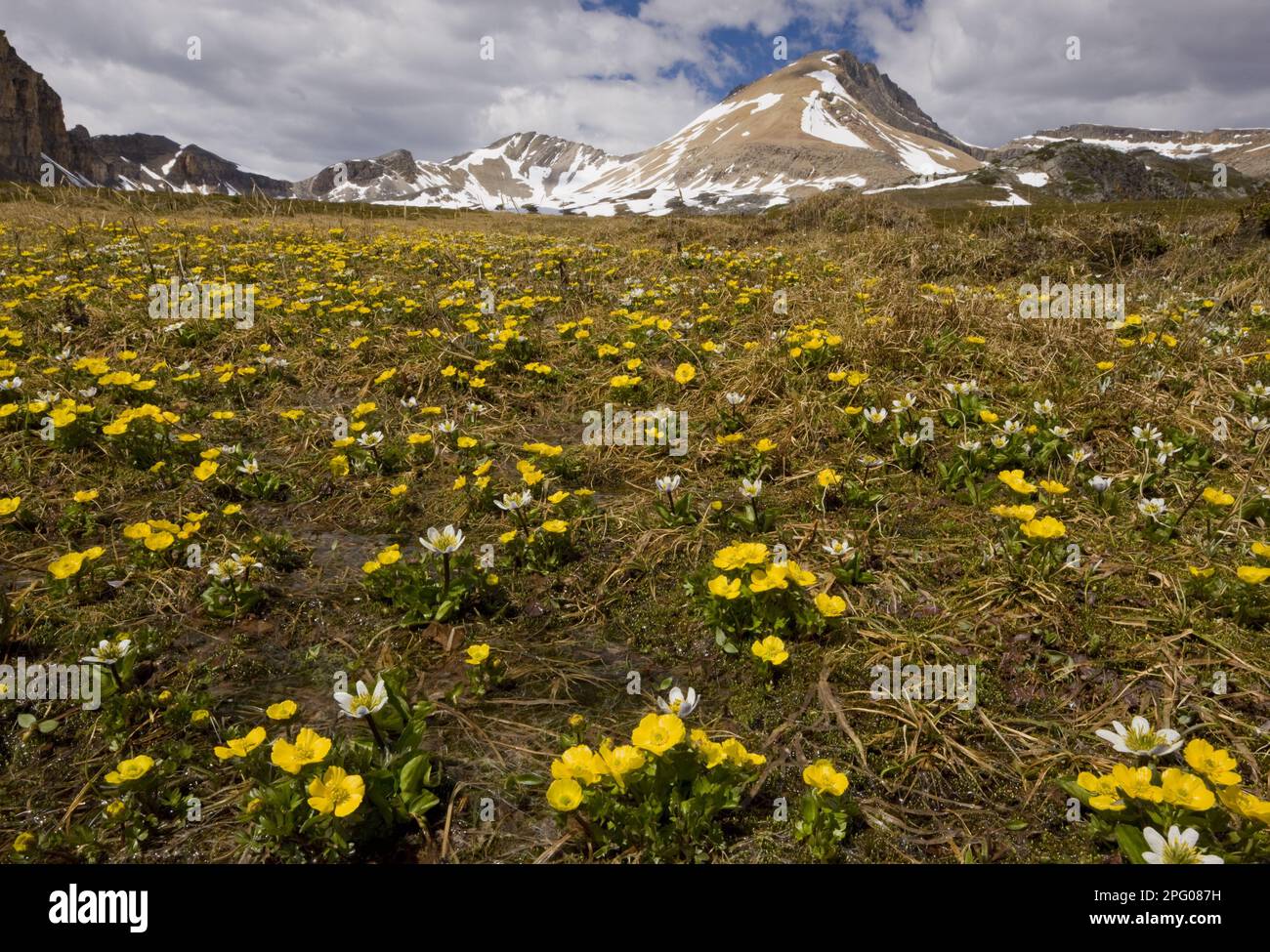 Weiße Sumpfmarigold (Caltha leptosepala) und Gebirgsblüte (Ranunculus eschscholtzii) blühen im Gebirgshabitat unterhalb des Helen Lake, Banff Stockfoto