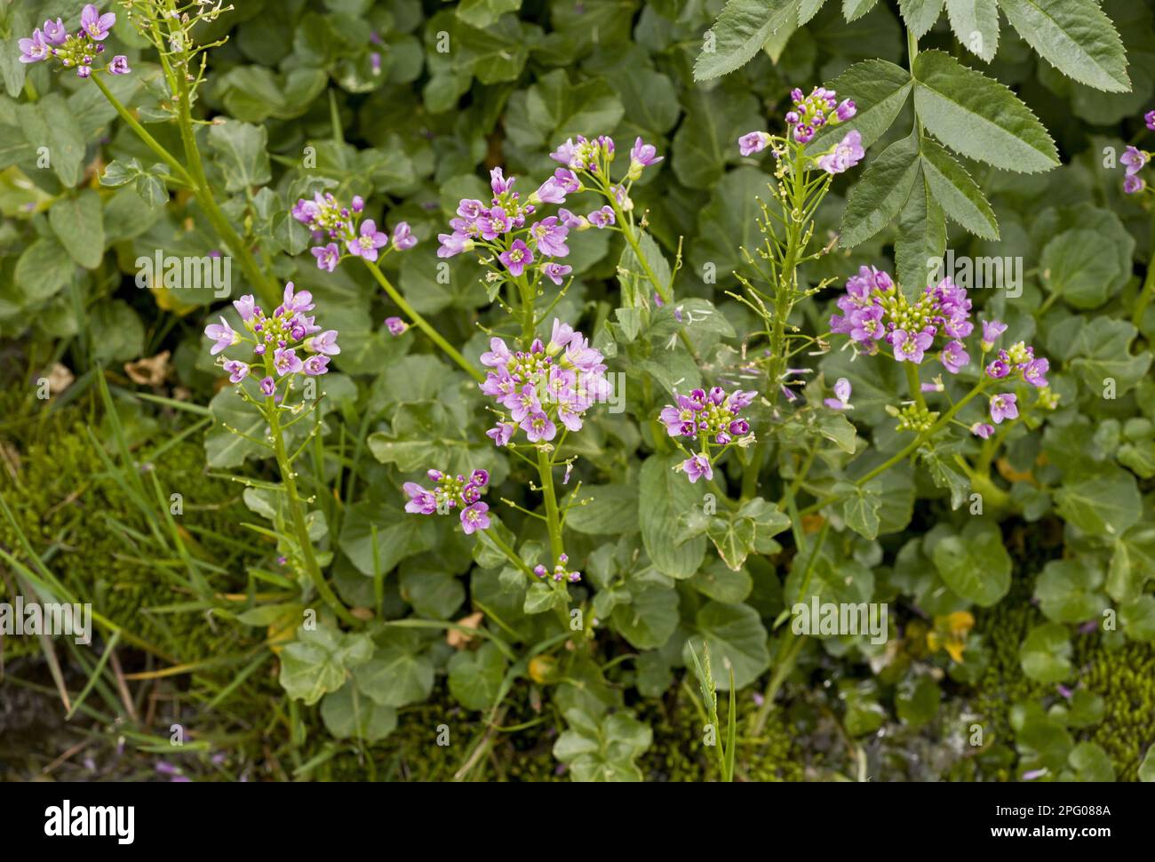 Bitterkresse (Cardamine raphanifolia), die am Fluss wächst, französische Pyrenäen, Frankreich Stockfoto