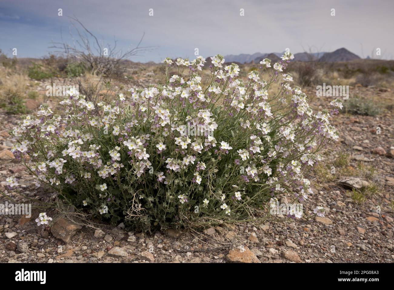 Zweifarbiger Fansenf (Nerisyrenia camporum) blühend, Big Bend N. P. Chihuahuan Desert, Texas (U.) S.A. Stockfoto